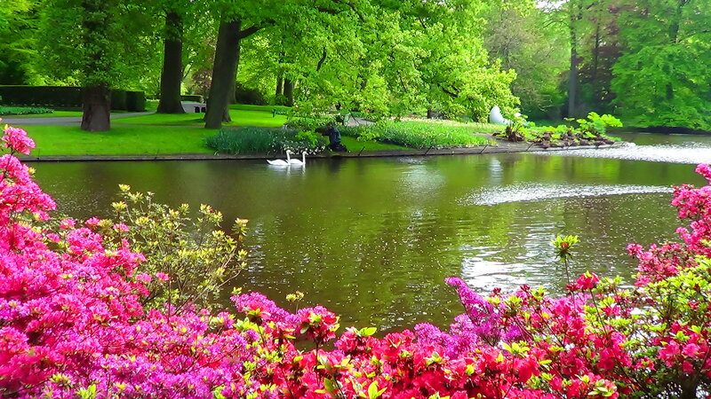 Swans on a Pond — Pink, Serene