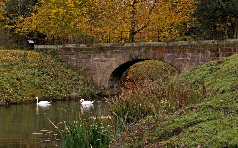 Swans on a pond under an autumn bridge