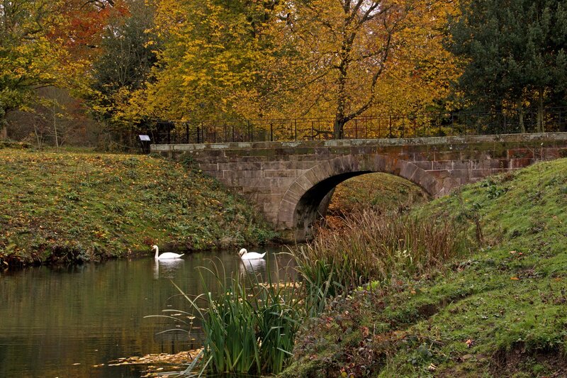 Swans on a pond under an autumn bridge