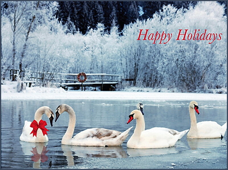 Swans on a Pond — White
