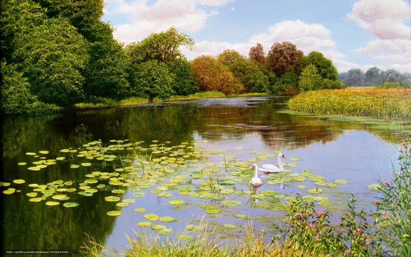 Swans on a pond with lily pads