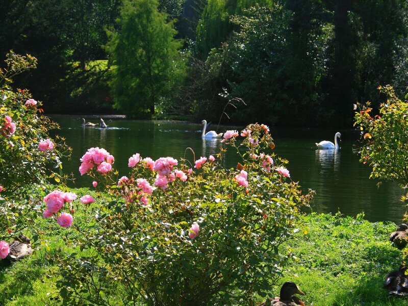 Swans on a pond with roses