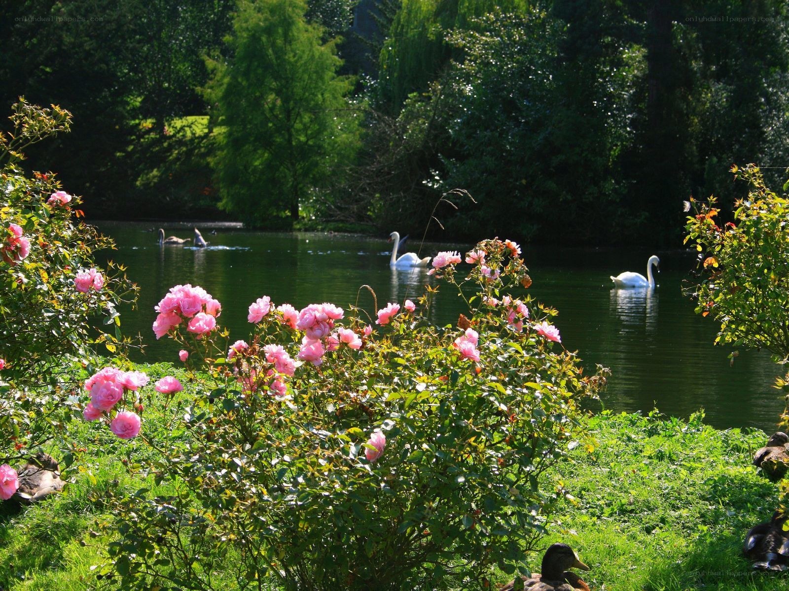 Swans on a pond with roses