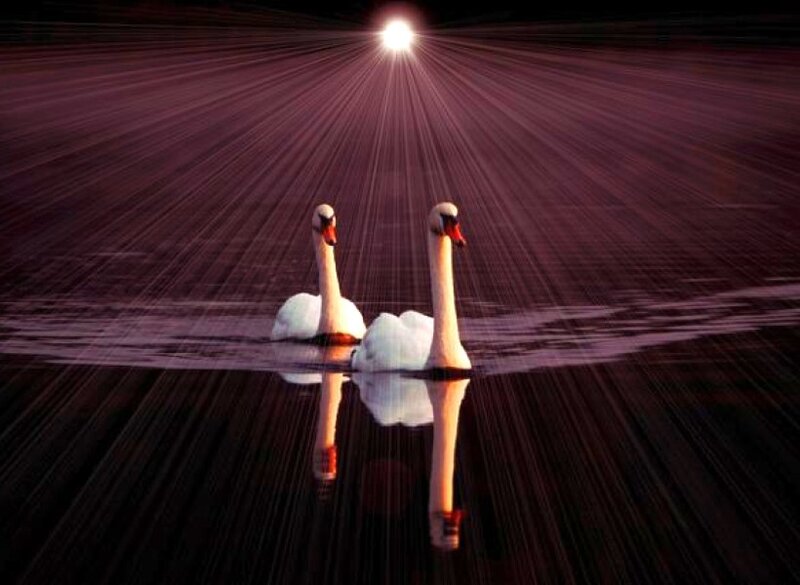 Swans on a reflective lake