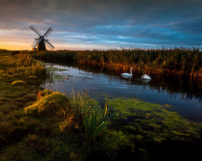 Swans on a River — Blue, Dramatic