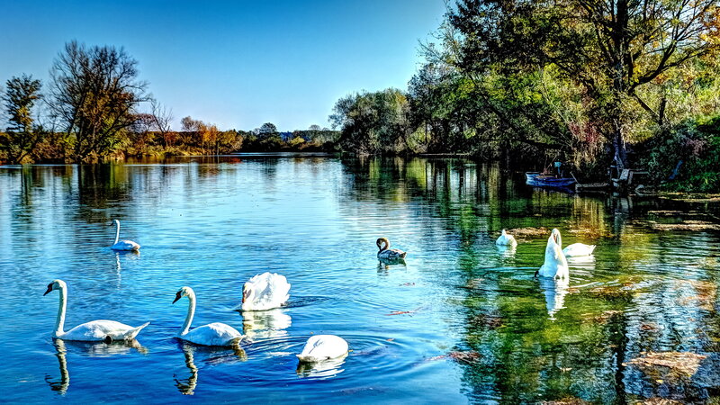 Swans on a River — Blue, Serene, Afternoon, Photograph