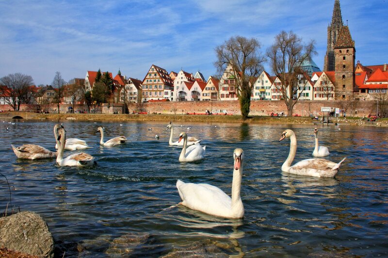 Swans on a River — Blue, Serene