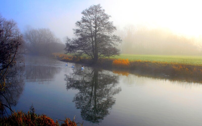 Swans on a River — Blue