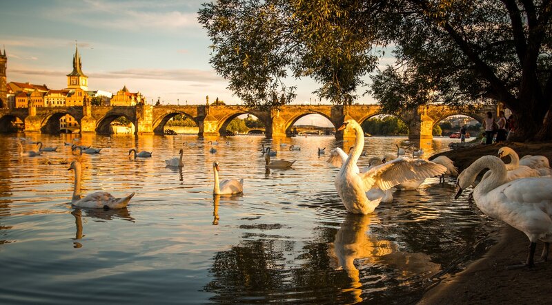 Swans on a River — Gold, Serene