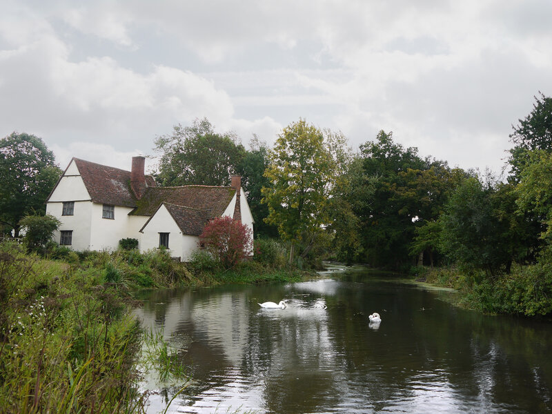 Swans on a River — Green, Serene