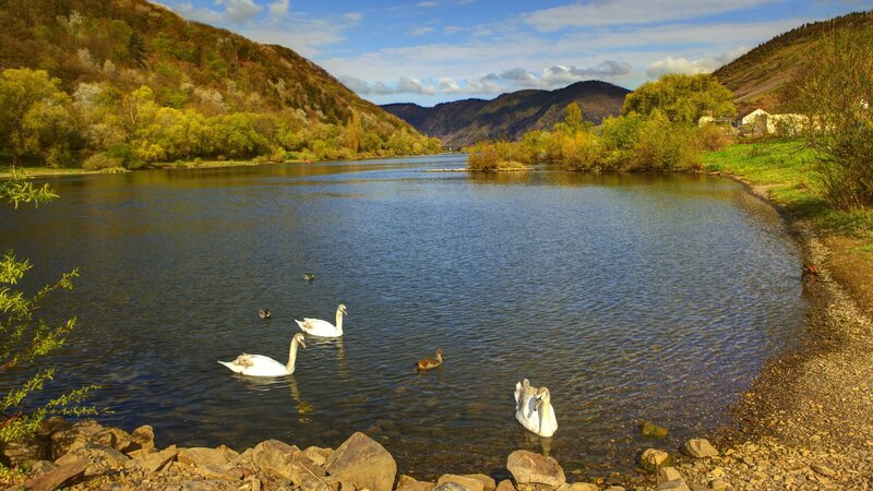 Swans on a river in autumn