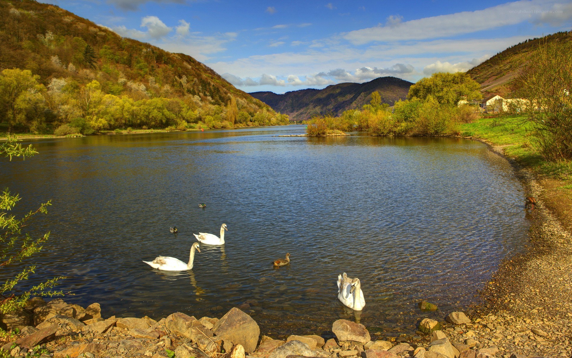 Swans on a river in autumn