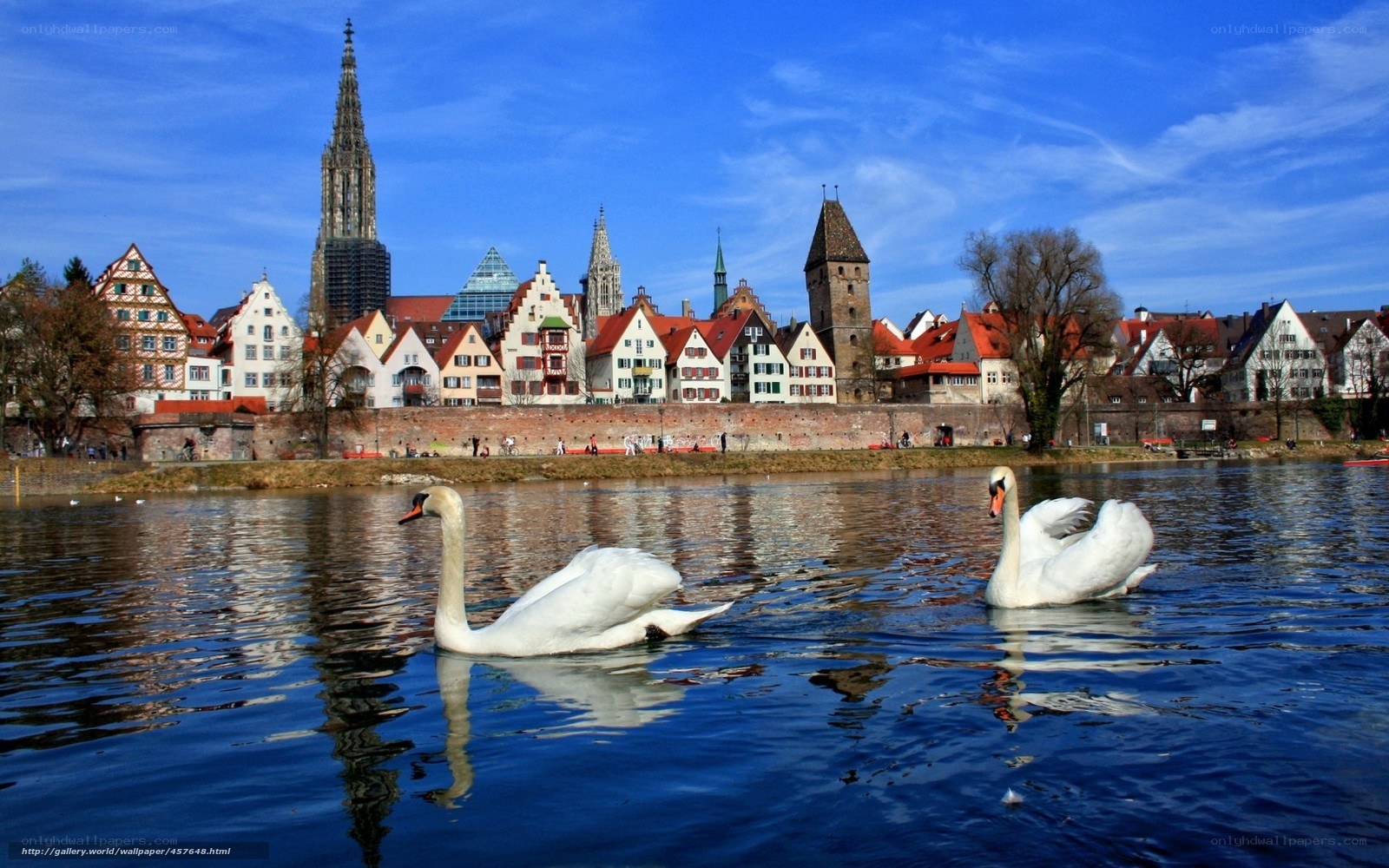 Swans on a river in Nuremberg