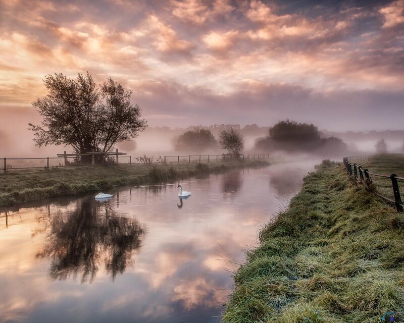 Swans on a River — Pink