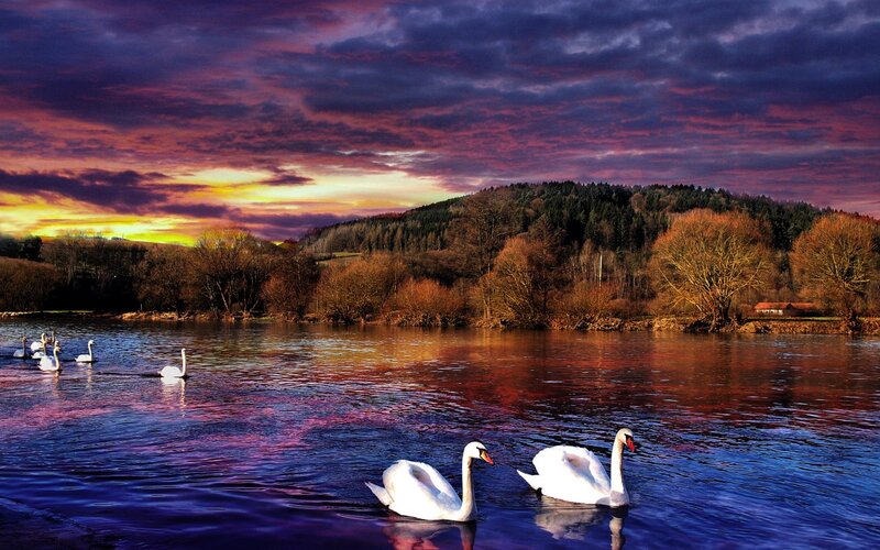Swans on a River — Purple, Dramatic