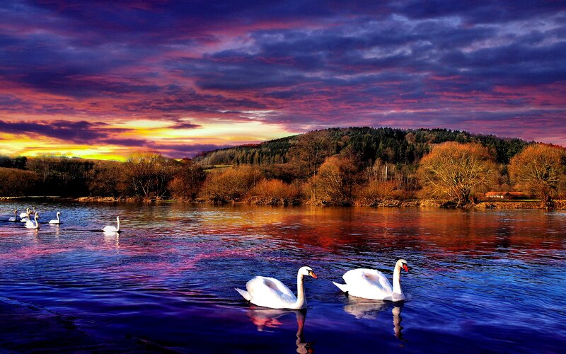 Swans on a River — Purple