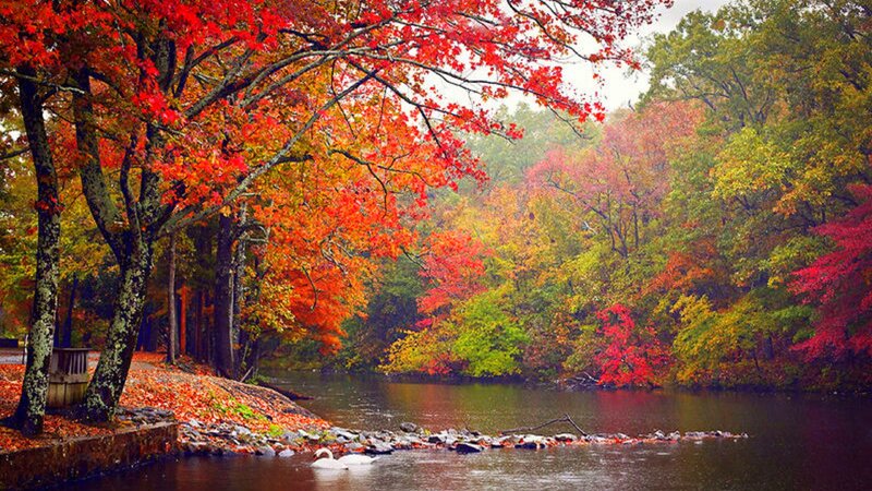 Swans on a River — Red, Serene, Autumn