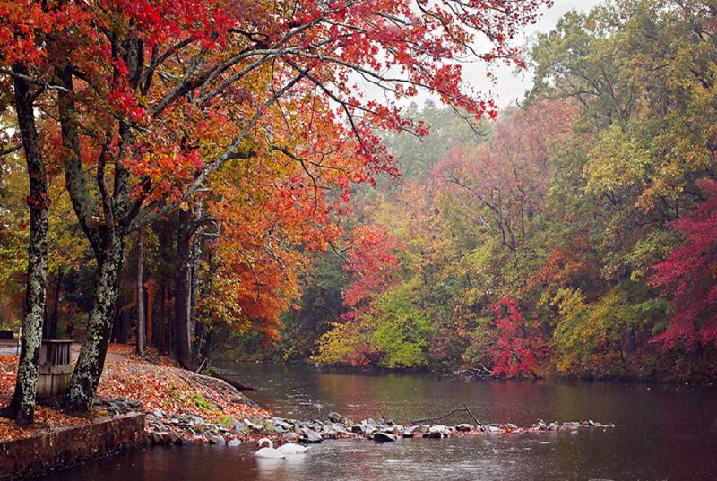 Swans on a River — Red