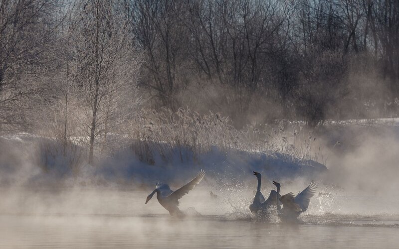 Swans on a River — White, Cold