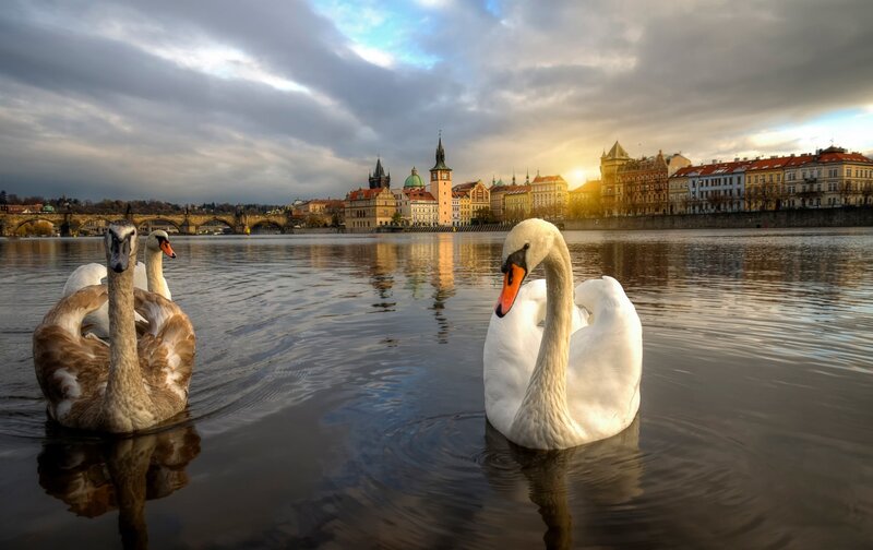 Swans on a River — White, Serene, Sunset