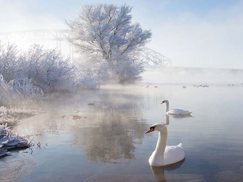 Swans on a River — White, Serene