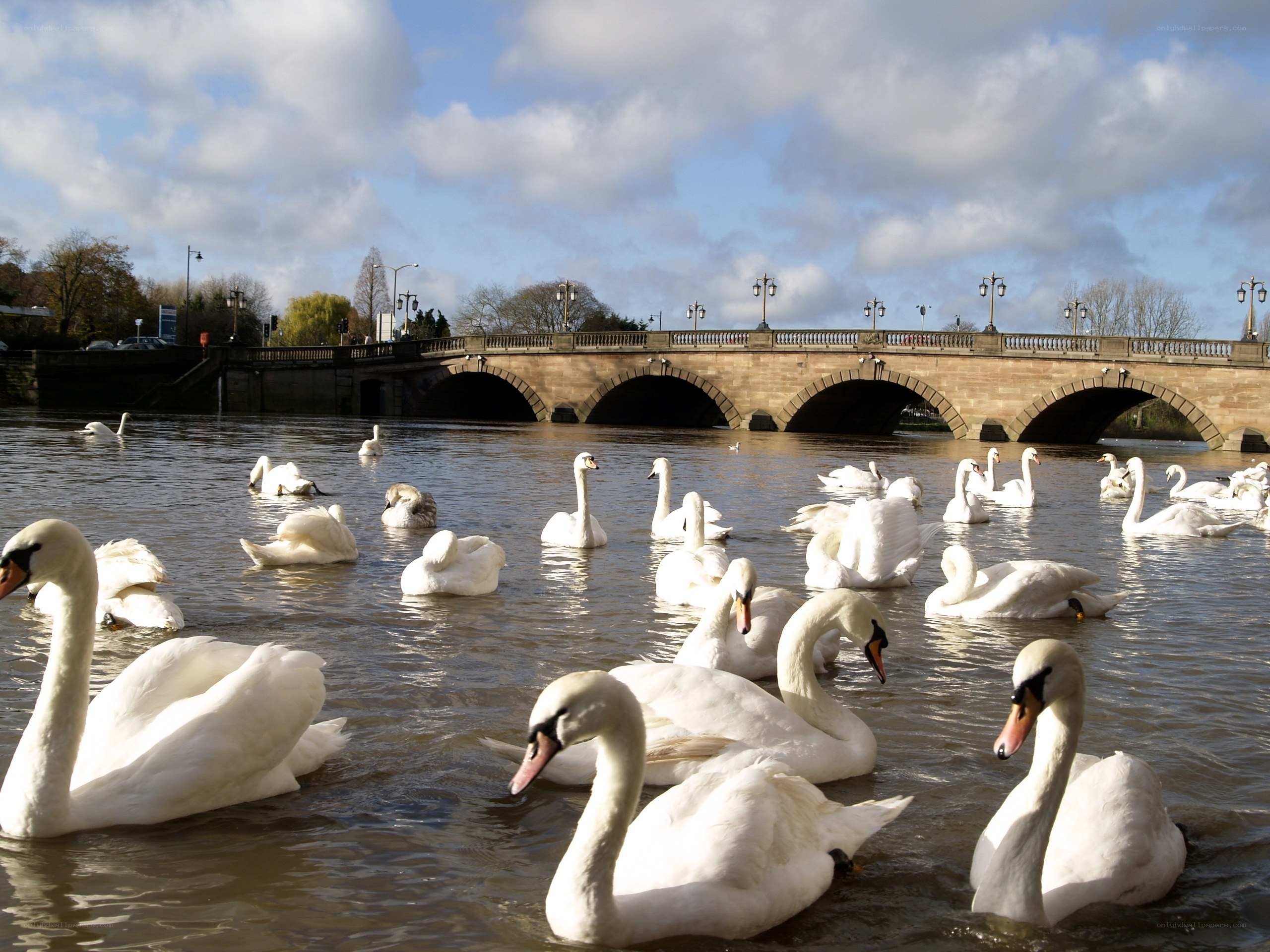 Swans on a river with a bridge