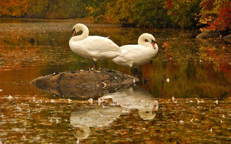 Swans on a rock in autumn