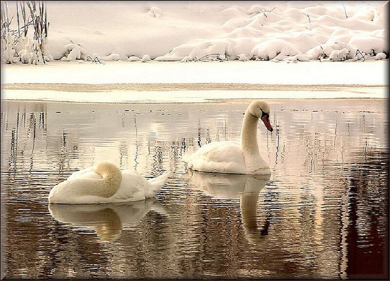 Swans on a snowy pond