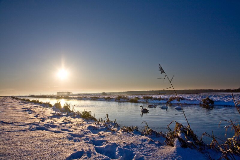 Swans on a snowy river at sunrise
