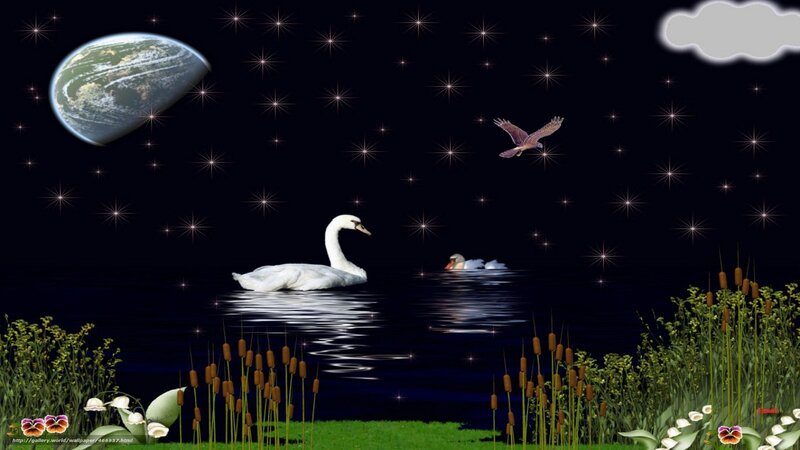 Swans on a starry night
