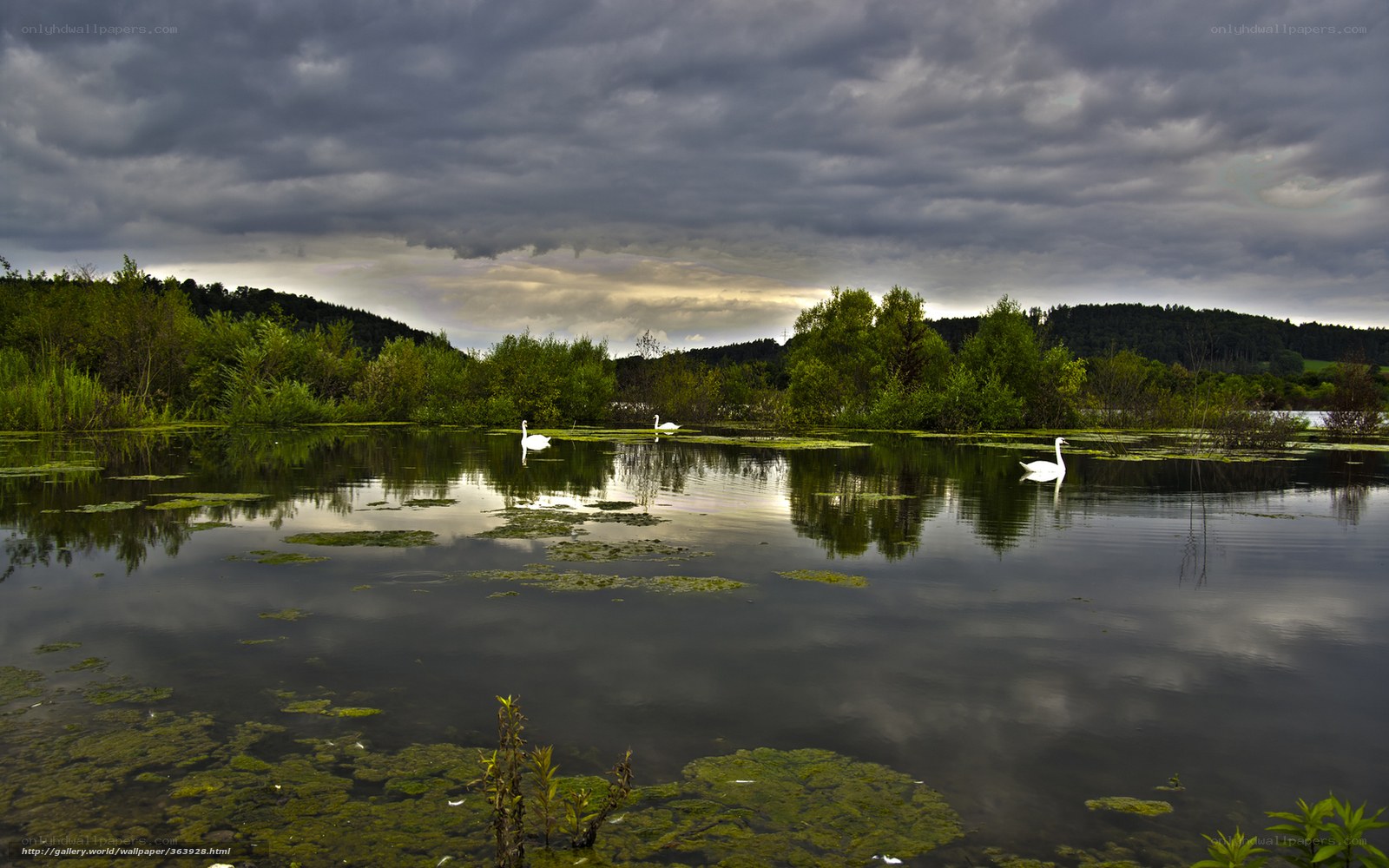 Swans on a stormy lake
