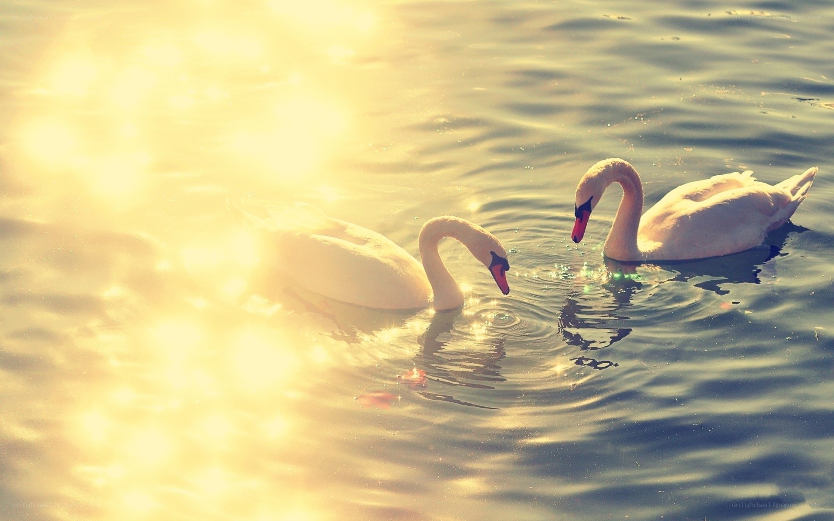 Swans on a sunlit lake
