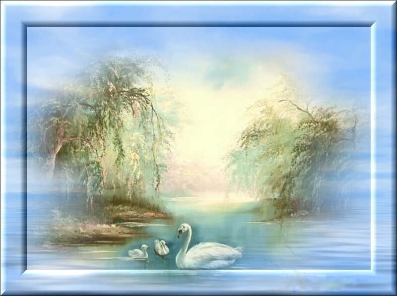 Swans on a tranquil lake