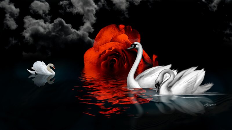 Swans on Dark Water — Black