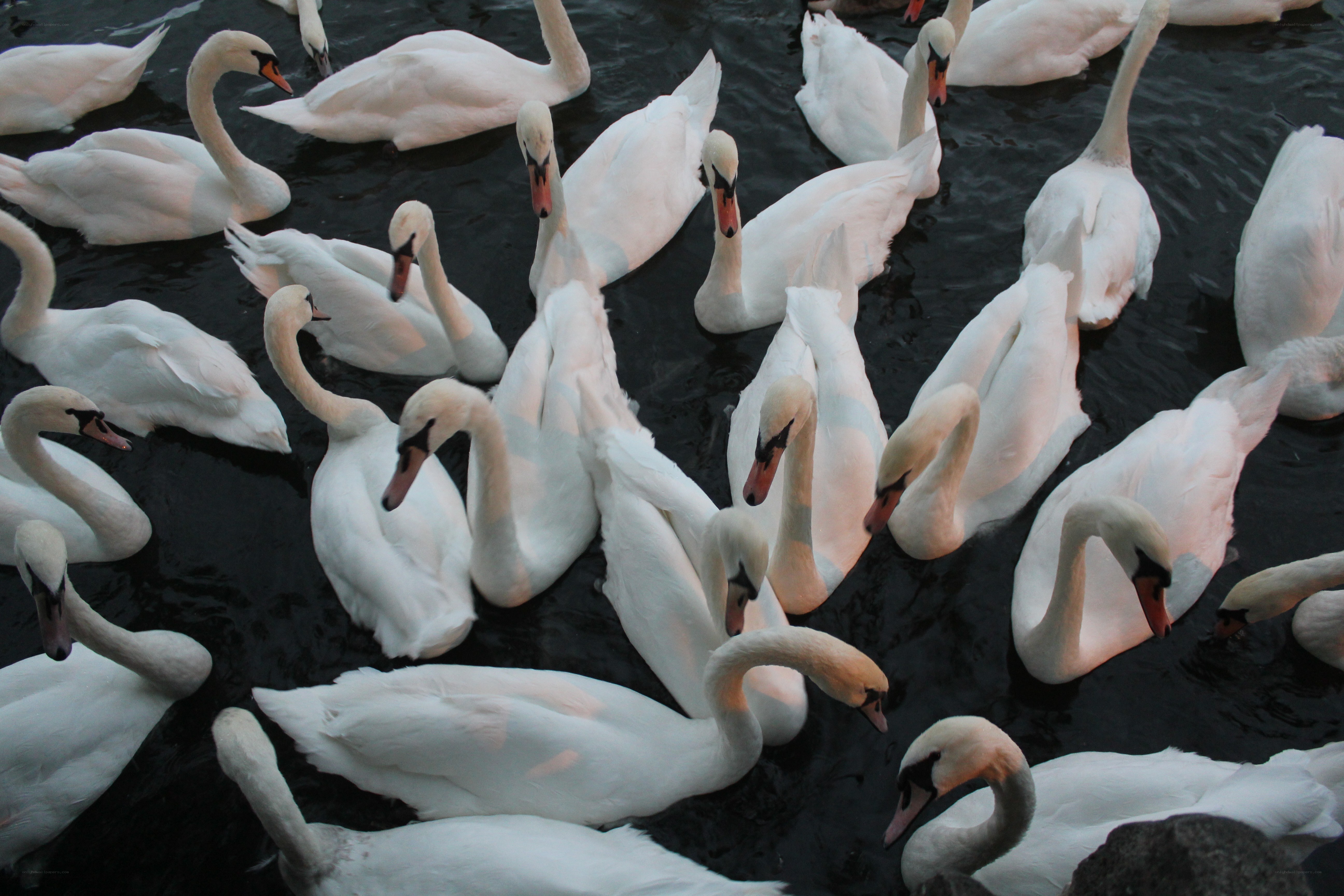 swans on dark water