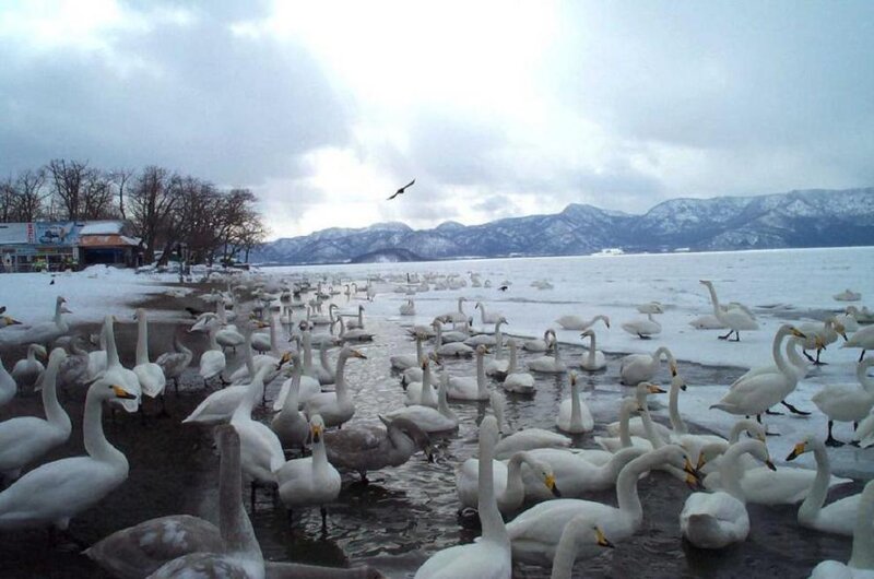 Swans on Frozen Lake — White