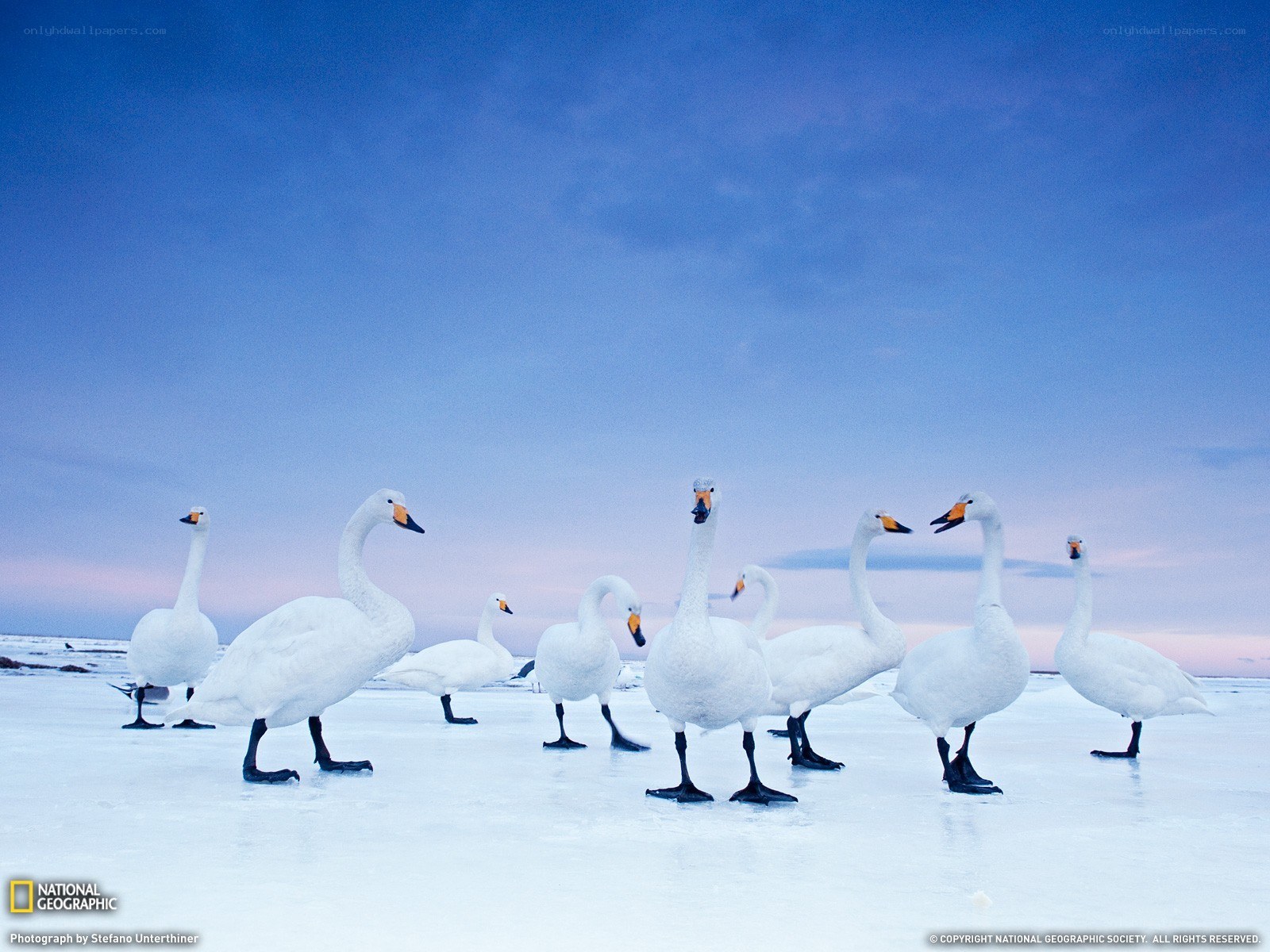 Swans on frozen lake