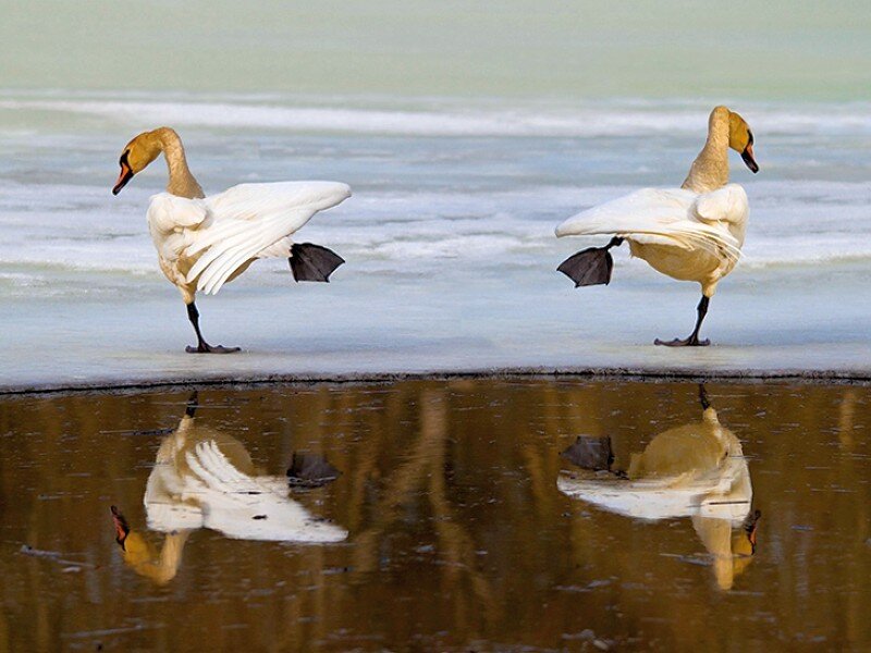 Swans on ice with reflections