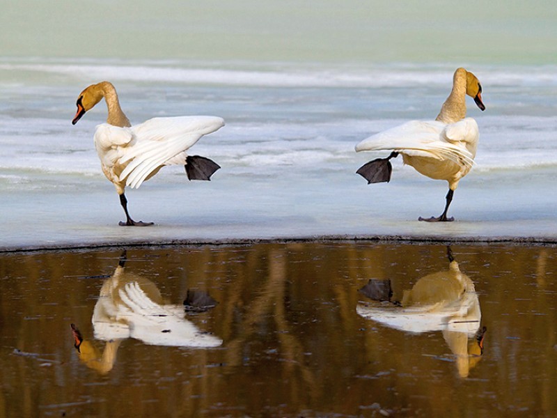 Swans on ice with reflections