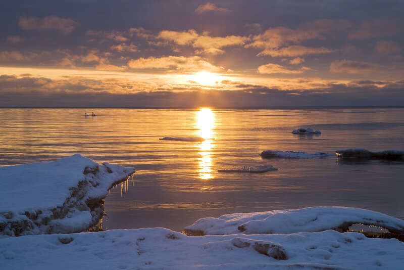 Swans on Icy Water