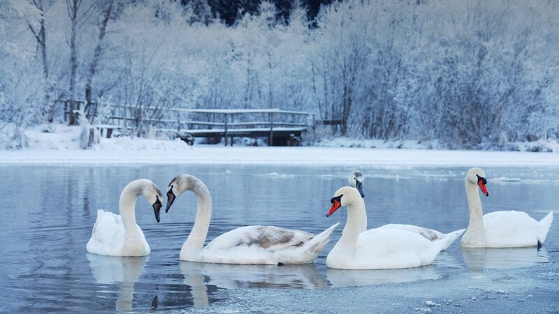 Swans on Icy Water — White