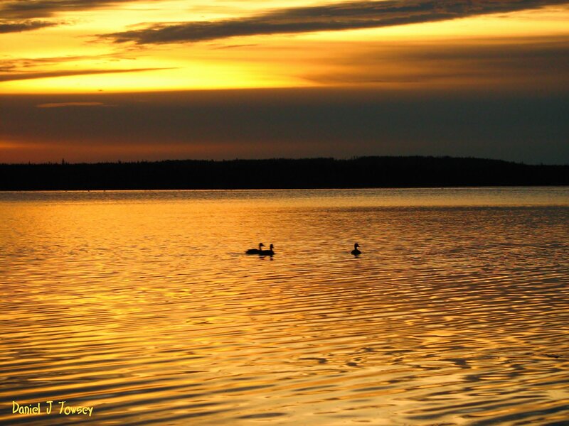 Swans on Lake — Gold