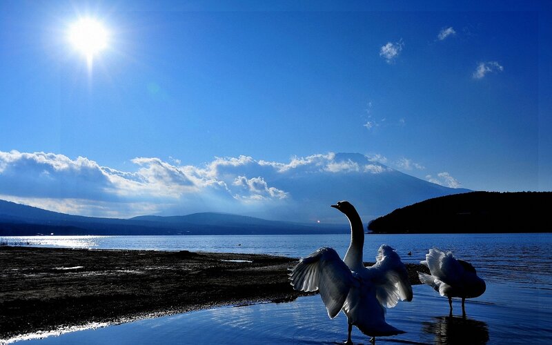 Swans on Lake Shore — Blue