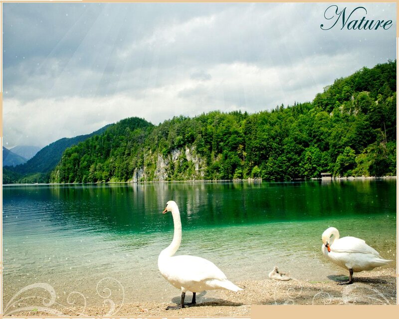 Swans on Lake Shore — Green