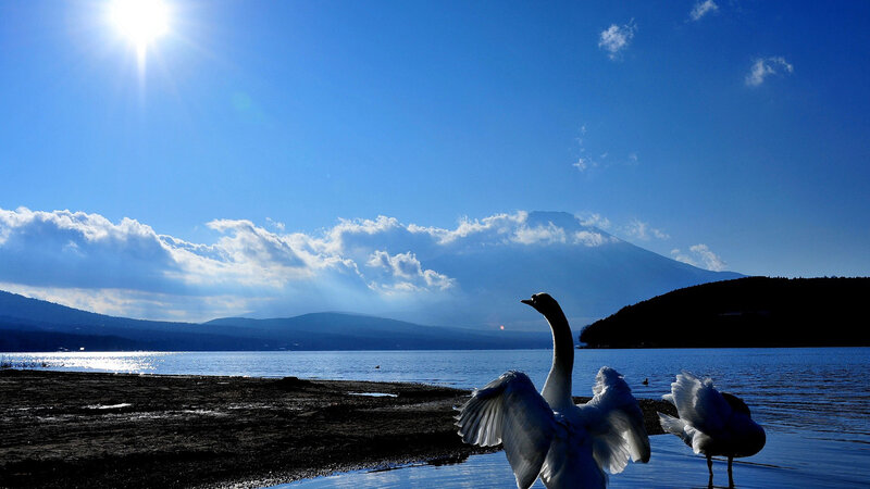 Swans on Lake Shore
