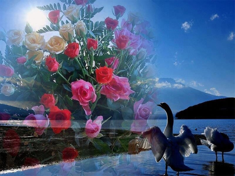 Swans on Lake