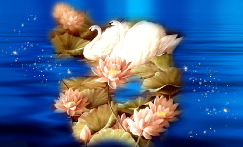 Swans on Lily Pads