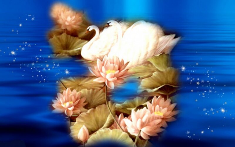 Swans on Lotus Pond