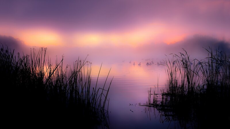 Swans on Misty Lake — Purple