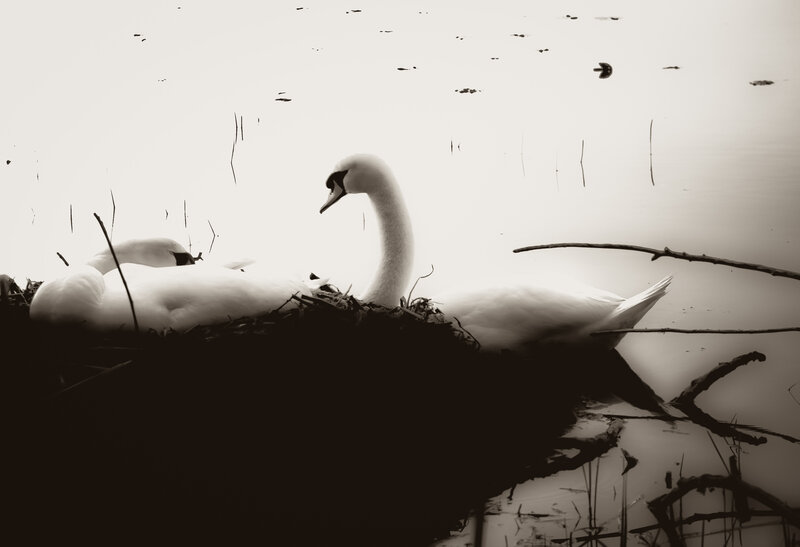 Swans on Nest